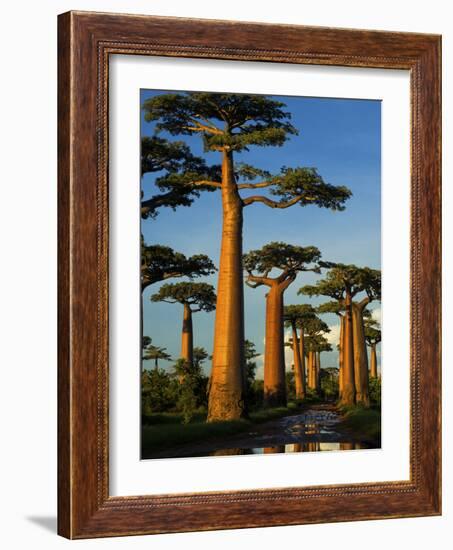 Baobab (Adansonia Grandidieri), Near Morondava, Madagascar-Andres Morya Hinojosa-Framed Photographic Print