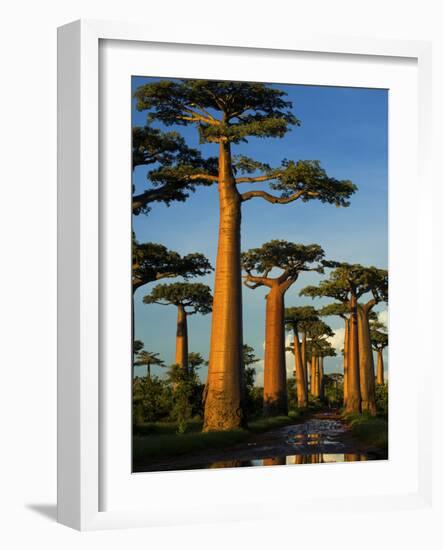 Baobab (Adansonia Grandidieri), Near Morondava, Madagascar-Andres Morya Hinojosa-Framed Photographic Print