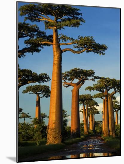 Baobab (Adansonia Grandidieri), Near Morondava, Madagascar-Andres Morya Hinojosa-Mounted Photographic Print