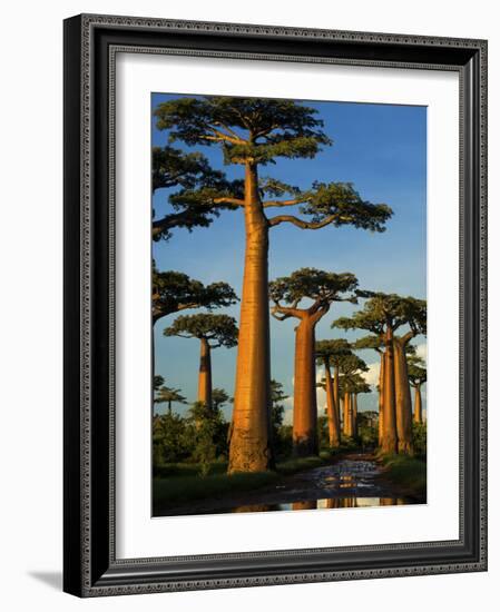 Baobab (Adansonia Grandidieri), Near Morondava, Madagascar-Andres Morya Hinojosa-Framed Photographic Print