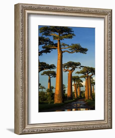 Baobab (Adansonia Grandidieri), Near Morondava, Madagascar-Andres Morya Hinojosa-Framed Photographic Print