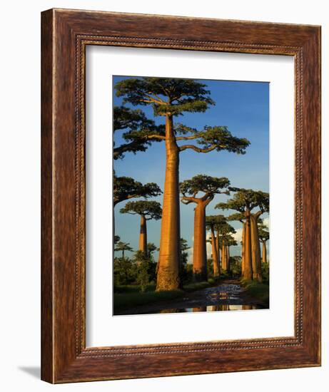 Baobab (Adansonia Grandidieri), Near Morondava, Madagascar-Andres Morya Hinojosa-Framed Photographic Print