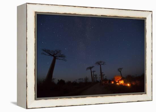 Baobab Alley, Madagascar-Art Wolfe-Framed Premier Image Canvas