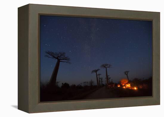 Baobab Alley, Madagascar-Art Wolfe-Framed Premier Image Canvas