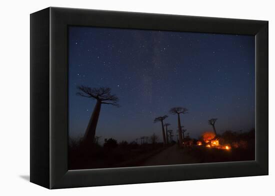 Baobab Alley, Madagascar-Art Wolfe-Framed Premier Image Canvas