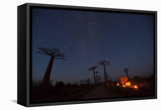 Baobab Alley, Madagascar-Art Wolfe-Framed Premier Image Canvas