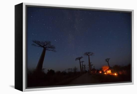 Baobab Alley, Madagascar-Art Wolfe-Framed Premier Image Canvas