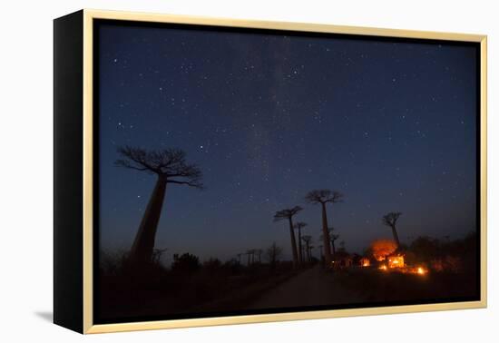 Baobab Alley, Madagascar-Art Wolfe-Framed Premier Image Canvas