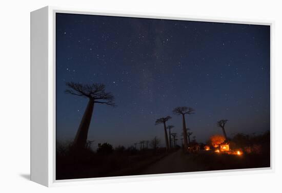 Baobab Alley, Madagascar-Art Wolfe-Framed Premier Image Canvas