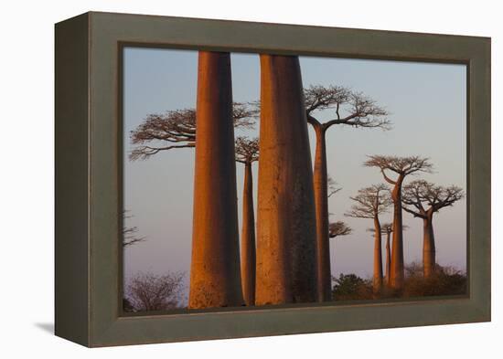 Baobab Alley, Madagascar-Art Wolfe-Framed Premier Image Canvas