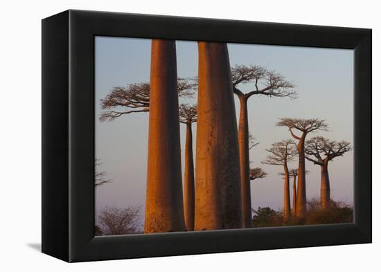 Baobab Alley, Madagascar-Art Wolfe-Framed Premier Image Canvas