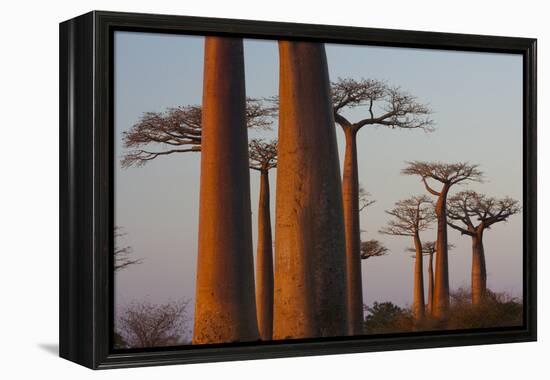 Baobab Alley, Madagascar-Art Wolfe-Framed Premier Image Canvas