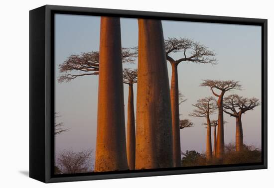 Baobab Alley, Madagascar-Art Wolfe-Framed Premier Image Canvas