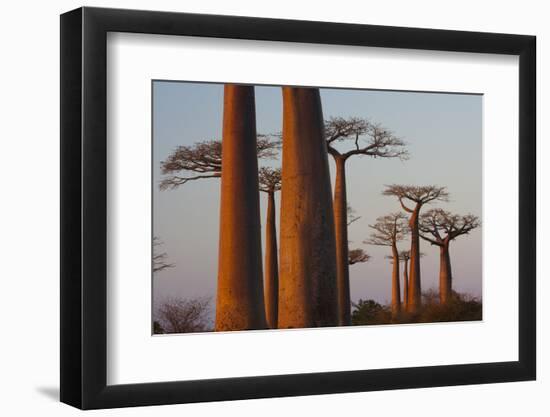 Baobab Alley, Madagascar-Art Wolfe-Framed Photographic Print