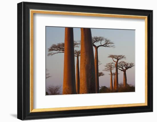 Baobab Alley, Madagascar-Art Wolfe-Framed Photographic Print