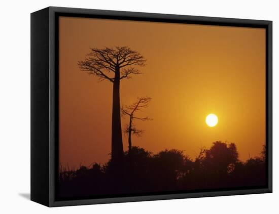 Baobab Avenue at Sunset, Madagascar-Daisy Gilardini-Framed Premier Image Canvas