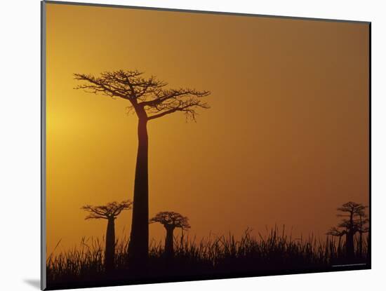 Baobab Avenue at Sunset, Madagascar-Daisy Gilardini-Mounted Photographic Print