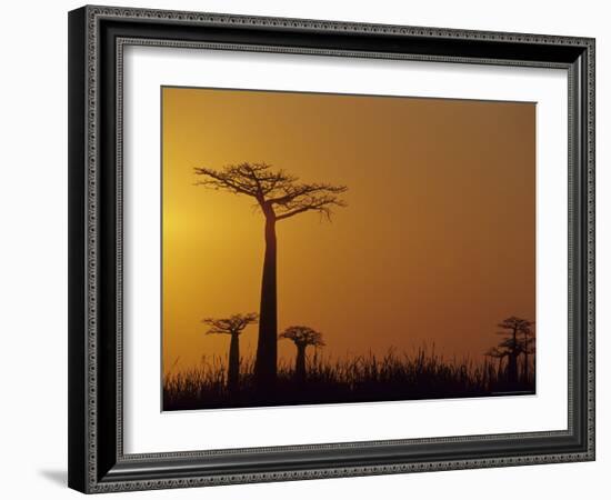 Baobab Avenue at Sunset, Madagascar-Daisy Gilardini-Framed Photographic Print