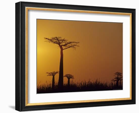 Baobab Avenue at Sunset, Madagascar-Daisy Gilardini-Framed Photographic Print