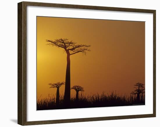 Baobab Avenue at Sunset, Madagascar-Daisy Gilardini-Framed Photographic Print