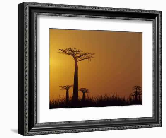 Baobab Avenue at Sunset, Madagascar-Daisy Gilardini-Framed Photographic Print