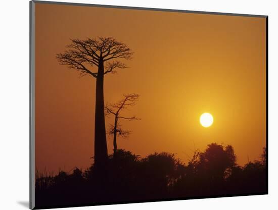 Baobab Avenue at Sunset, Madagascar-Daisy Gilardini-Mounted Photographic Print