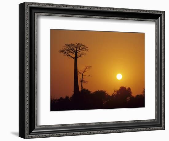 Baobab Avenue at Sunset, Madagascar-Daisy Gilardini-Framed Photographic Print