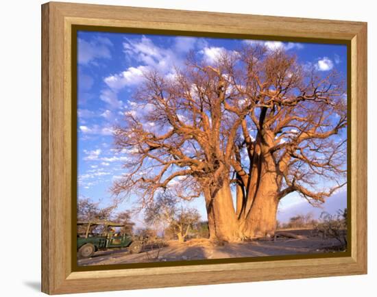 Baobab, Okavango Delta, Botswana-Pete Oxford-Framed Premier Image Canvas
