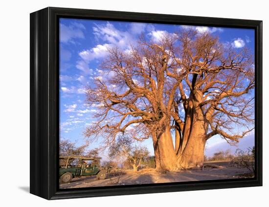 Baobab, Okavango Delta, Botswana-Pete Oxford-Framed Premier Image Canvas