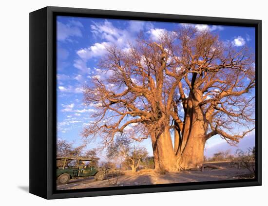 Baobab, Okavango Delta, Botswana-Pete Oxford-Framed Premier Image Canvas