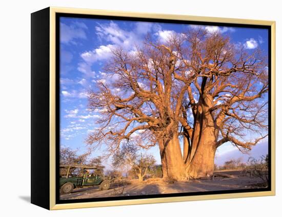 Baobab, Okavango Delta, Botswana-Pete Oxford-Framed Premier Image Canvas
