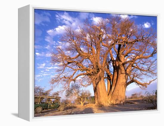 Baobab, Okavango Delta, Botswana-Pete Oxford-Framed Premier Image Canvas