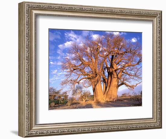 Baobab, Okavango Delta, Botswana-Pete Oxford-Framed Photographic Print