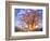 Baobab, Okavango Delta, Botswana-Pete Oxford-Framed Photographic Print