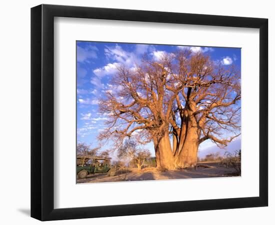 Baobab, Okavango Delta, Botswana-Pete Oxford-Framed Photographic Print