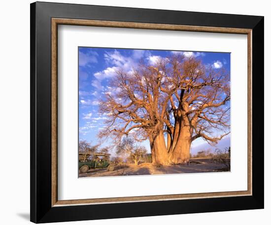 Baobab, Okavango Delta, Botswana-Pete Oxford-Framed Photographic Print