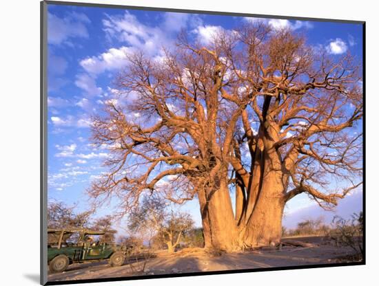 Baobab, Okavango Delta, Botswana-Pete Oxford-Mounted Photographic Print