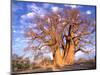 Baobab, Okavango Delta, Botswana-Pete Oxford-Mounted Photographic Print