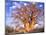 Baobab, Okavango Delta, Botswana-Pete Oxford-Mounted Photographic Print