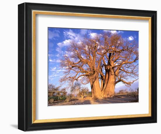 Baobab, Okavango Delta, Botswana-Pete Oxford-Framed Photographic Print