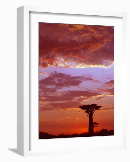 Baobab Silhouette at Sunset, Morondava, Madagascar-Pete Oxford-Framed Photographic Print