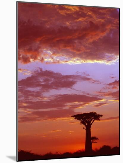 Baobab Silhouette at Sunset, Morondava, Madagascar-Pete Oxford-Mounted Photographic Print