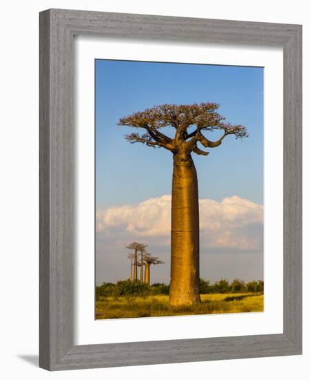 Baobab tree against cloudy sky, Morondava, Madagascar-Panoramic Images-Framed Photographic Print