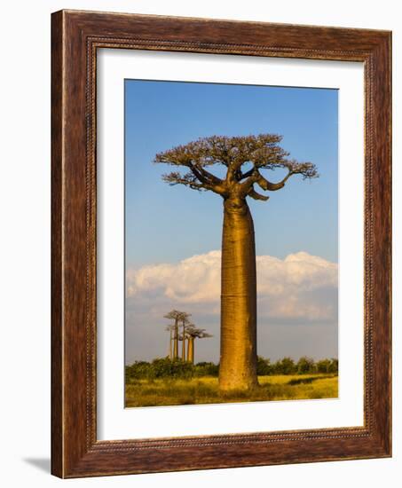 Baobab tree against cloudy sky, Morondava, Madagascar-Panoramic Images-Framed Photographic Print