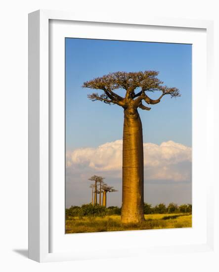 Baobab tree against cloudy sky, Morondava, Madagascar-Panoramic Images-Framed Photographic Print