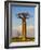 Baobab tree against cloudy sky, Morondava, Madagascar-Panoramic Images-Framed Photographic Print