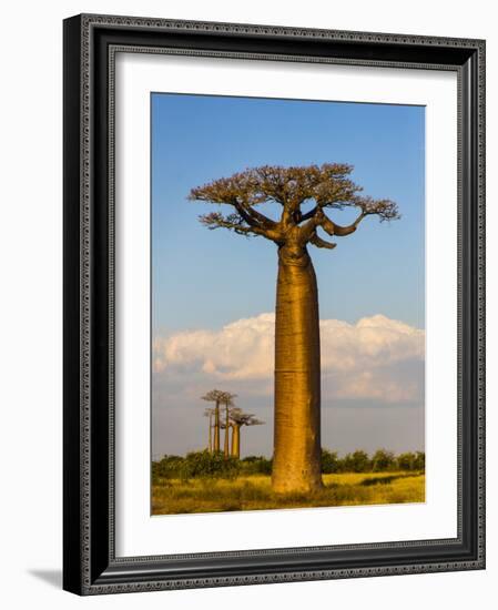 Baobab tree against cloudy sky, Morondava, Madagascar-Panoramic Images-Framed Photographic Print