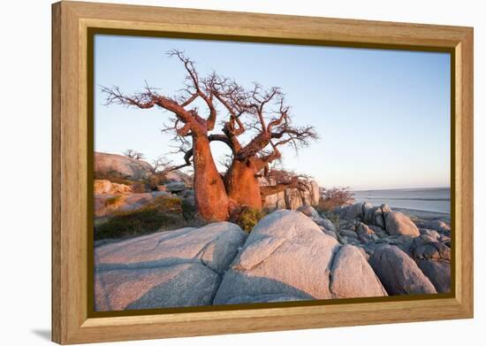 Baobab Tree at Dawn, Kubu Island, Botswana-Paul Souders-Framed Premier Image Canvas