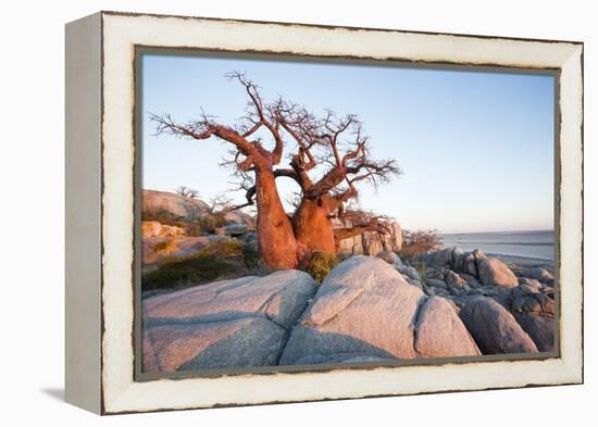 Baobab Tree at Dawn, Kubu Island, Botswana-Paul Souders-Framed Premier Image Canvas