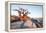 Baobab Tree at Dawn, Kubu Island, Botswana-Paul Souders-Framed Premier Image Canvas